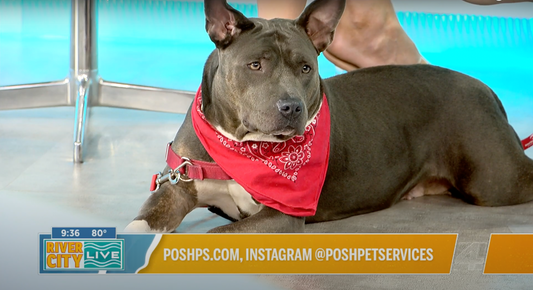 Pup-date: Avondale was ADOPTED!