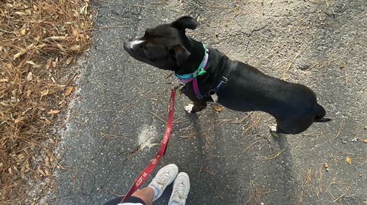 Adopt Valentine the Ultimate Girls Girl Available at ACPS Jacksonville, Florida