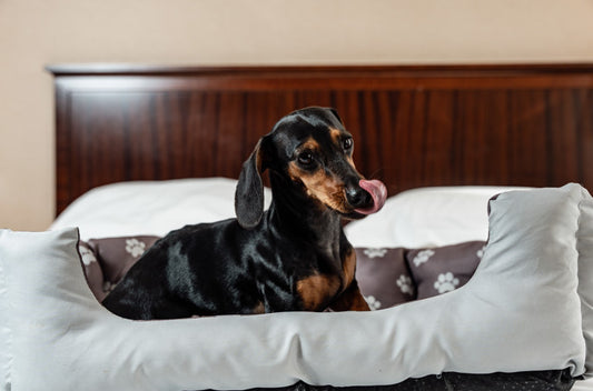 Top 5 Reasons Why Corinthia Hotels Are the Perfect Paradise for Pets