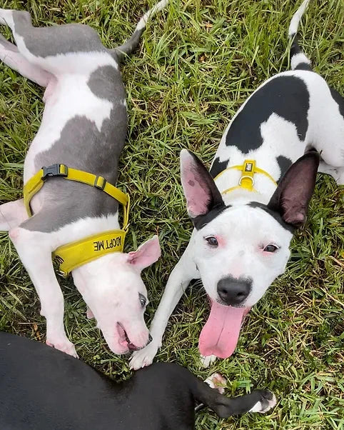 Posh Pet Services walking adoptable shelter dogs in Jacksonville