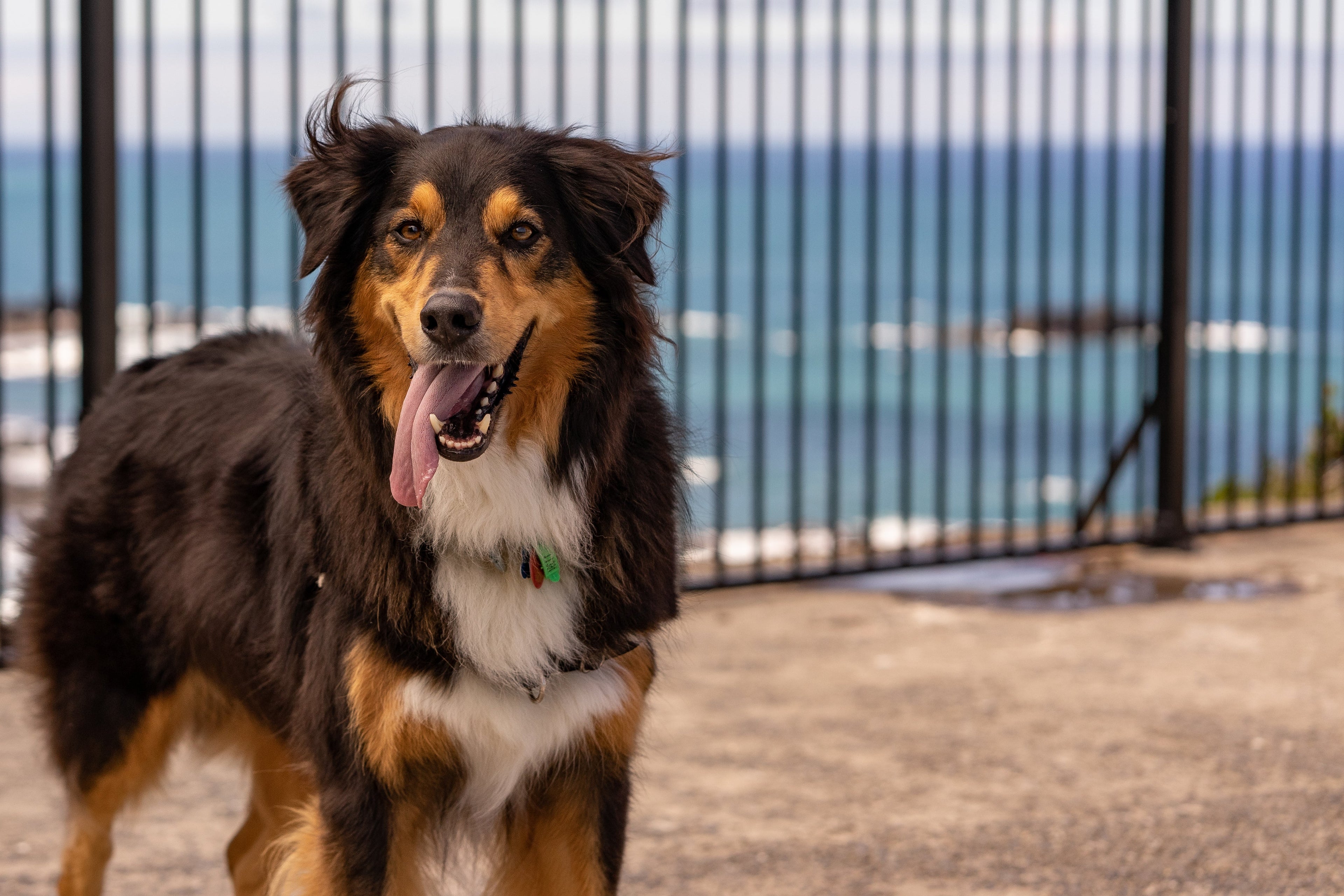 PoshPS professional dog walking in Nocatee for happy, healthy pups