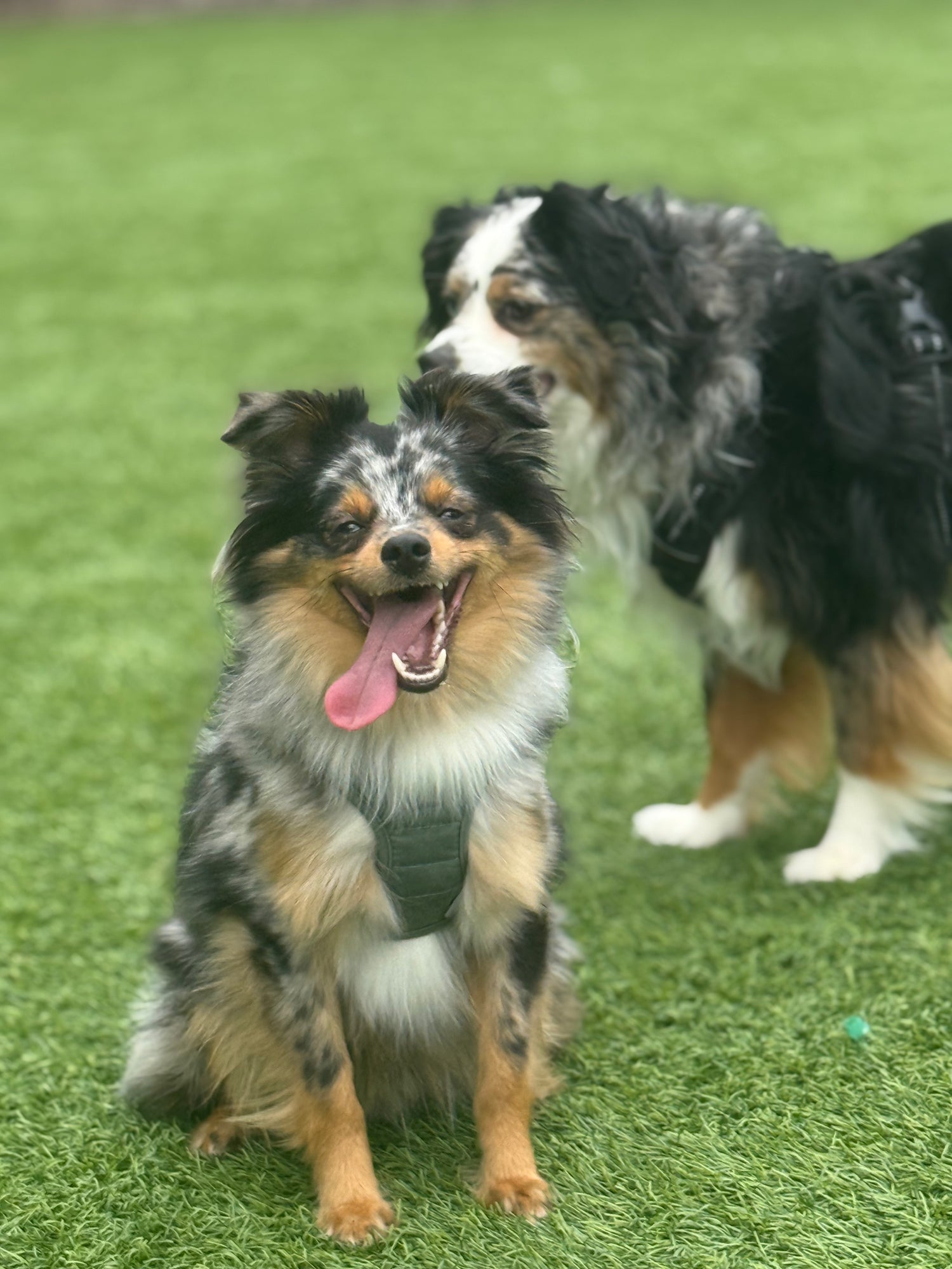 Two mini aussies sitting on a grassy field