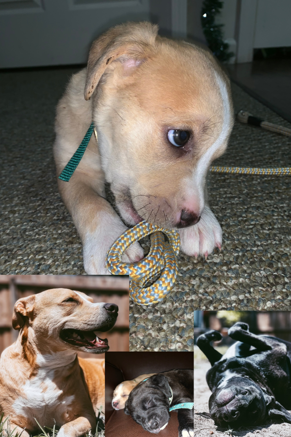 Theadora, the rescue dog CEO of Posh Pet Services, and her brother Simon